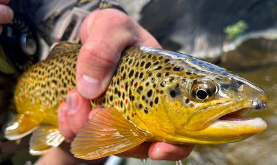 Story and Photos: Beating the Crowds on the Taylor River